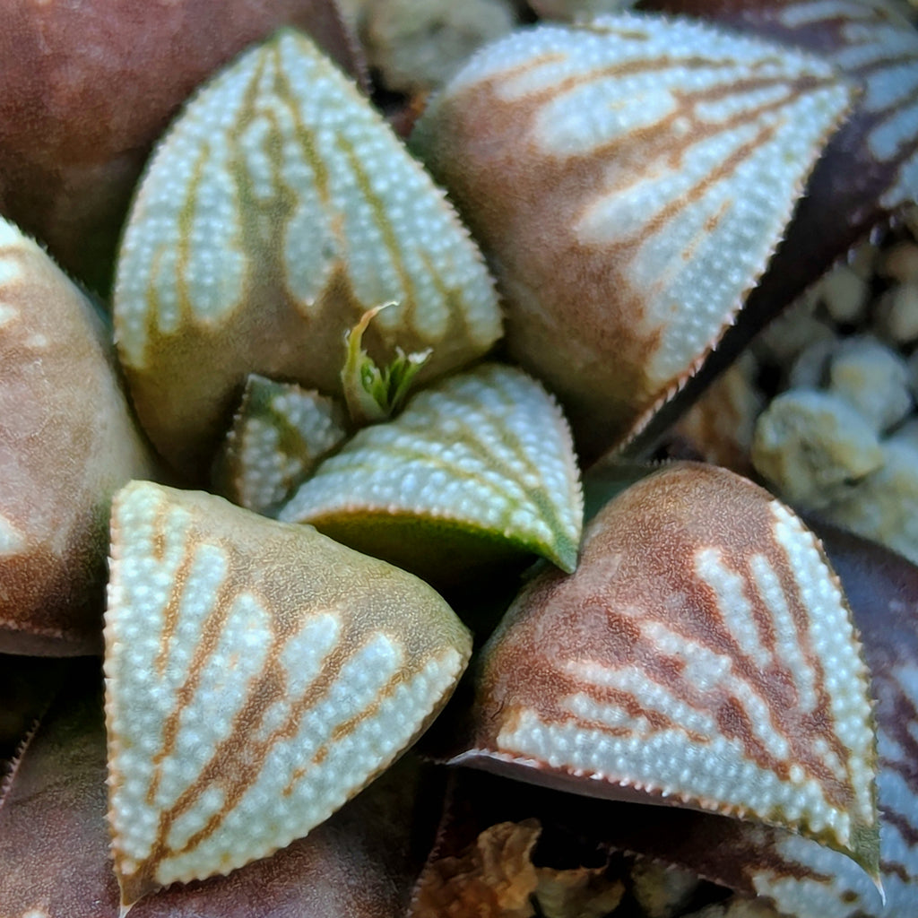 Haworthia hybrid series PP530 #30