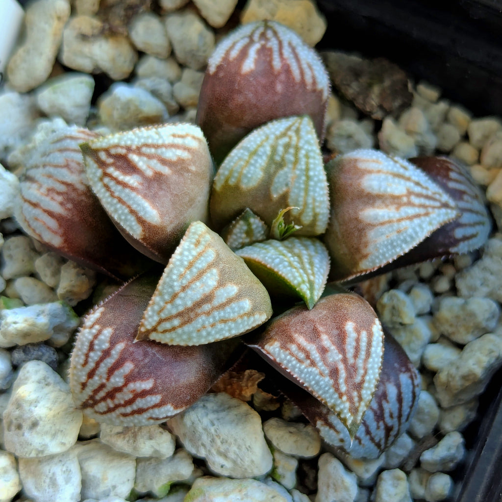 Haworthia hybrid series PP530 #30