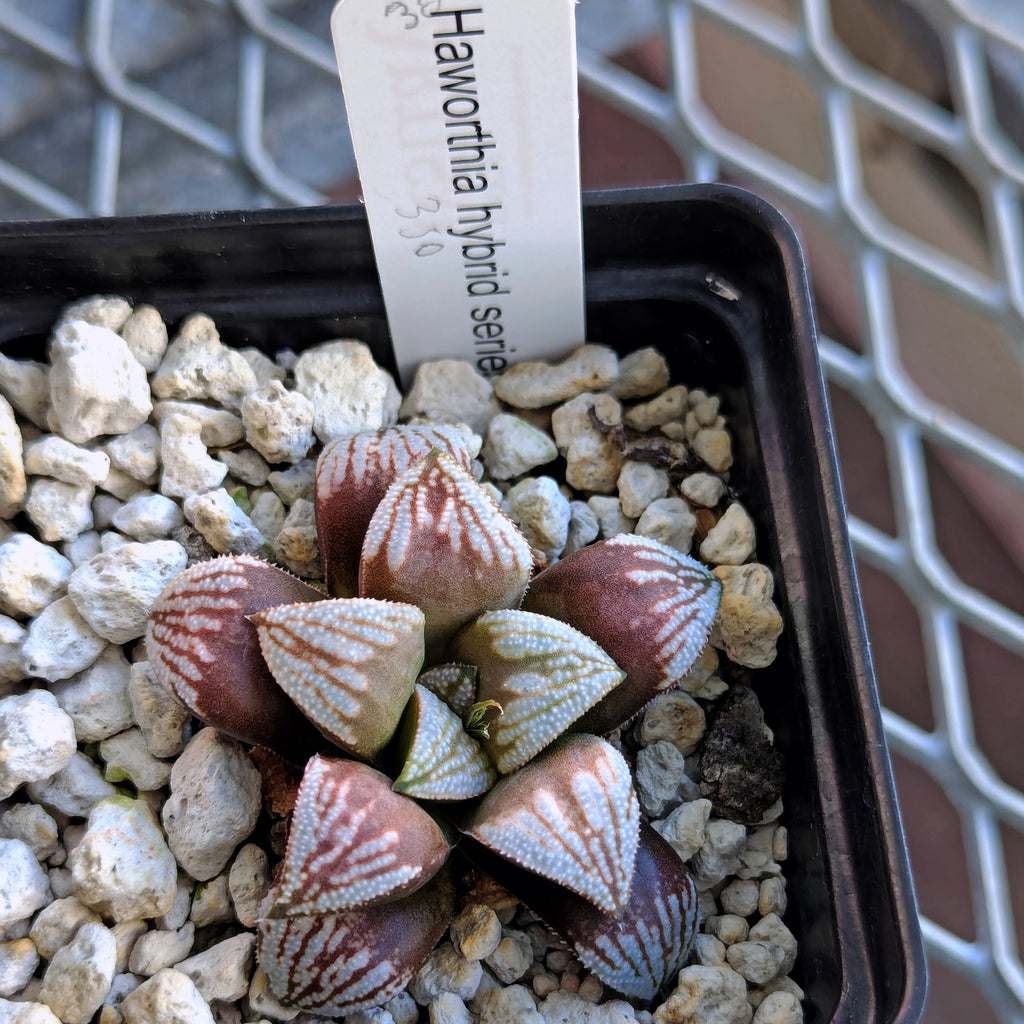 Haworthia hybrid series PP530 #30