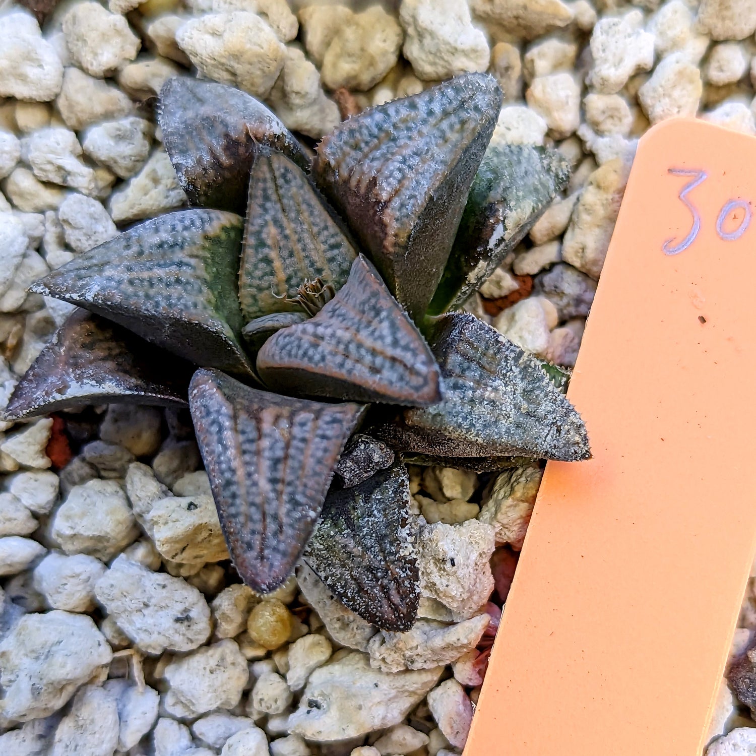 Haworthia  groenewaldii hybrid series PP415 #30 SOLD OUT