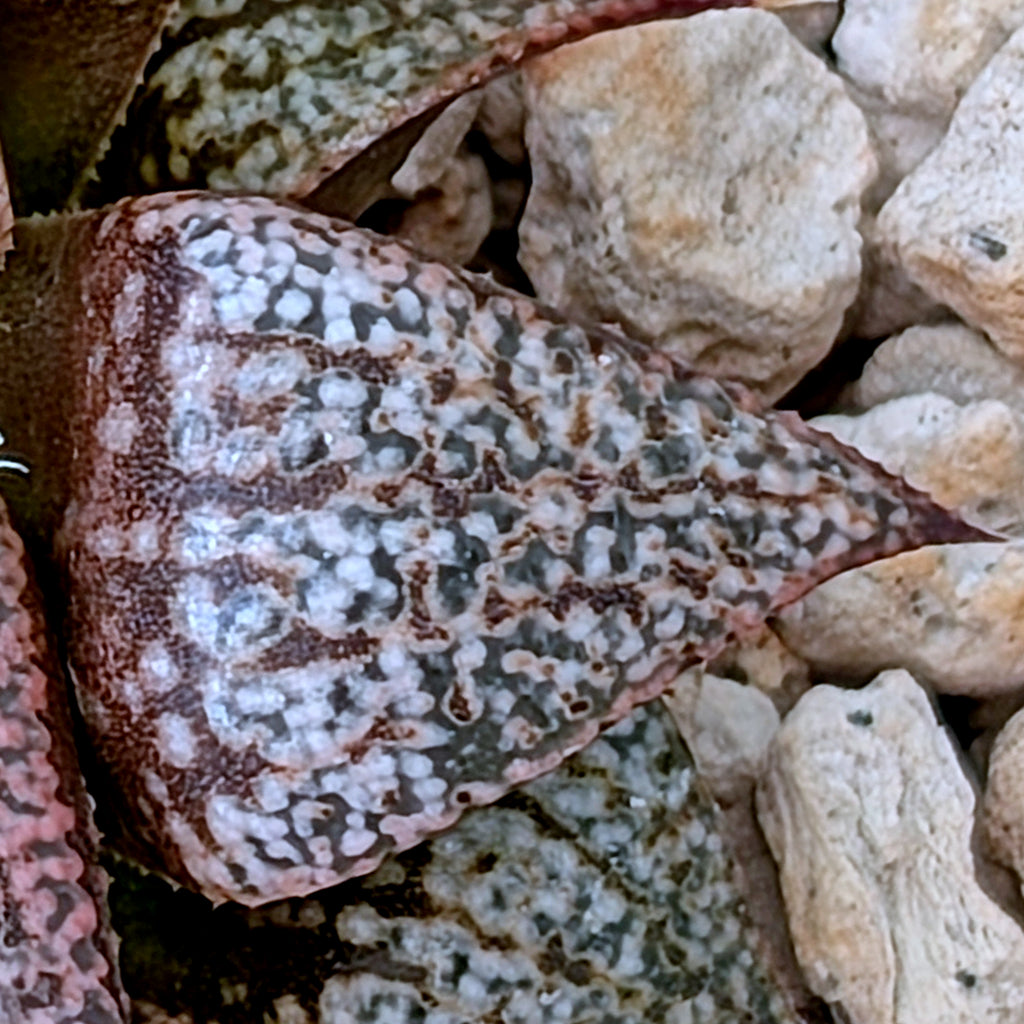 Haworthia PP573 hybrid series #30 – Artisan Plants