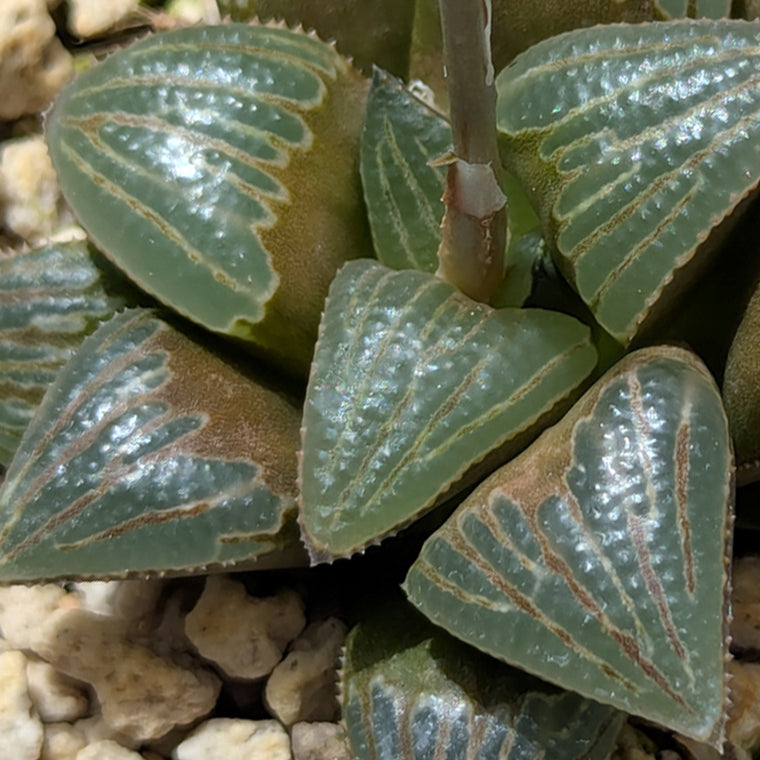 Haworthia PP642 