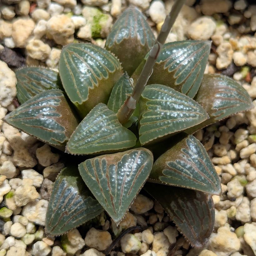 Haworthia PP642 "White Widow" hybrid series #30