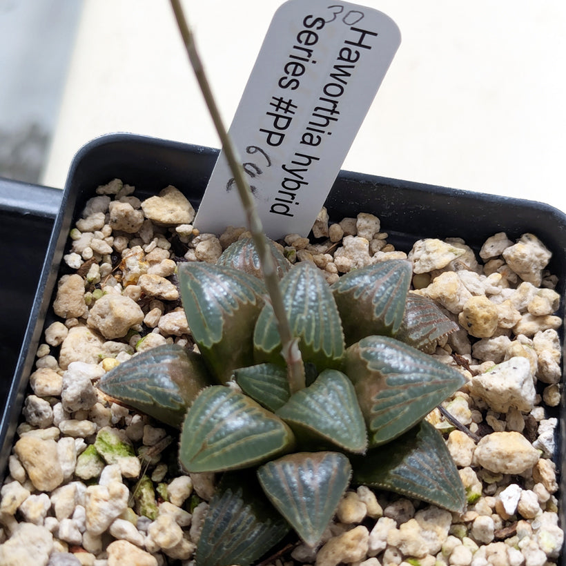 Haworthia PP642 "White Widow" hybrid series #30