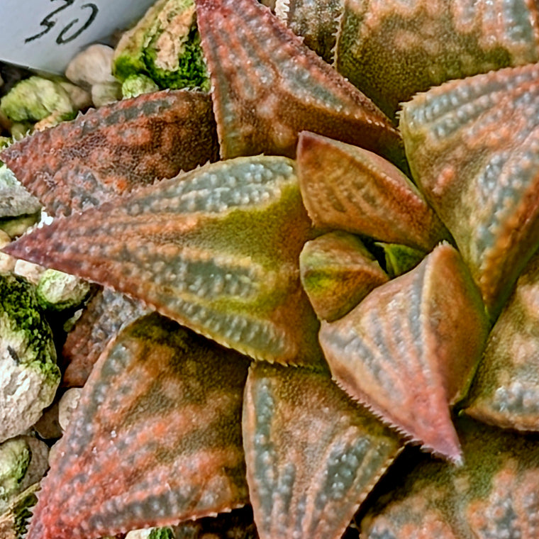 Haworthia PP572 hybrid series #30