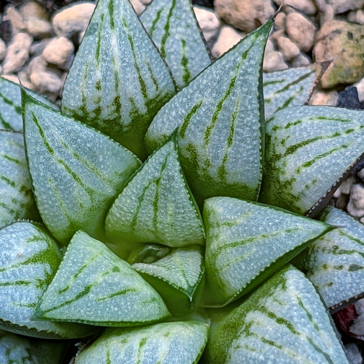 Haworthia hybrid series PP572 #30