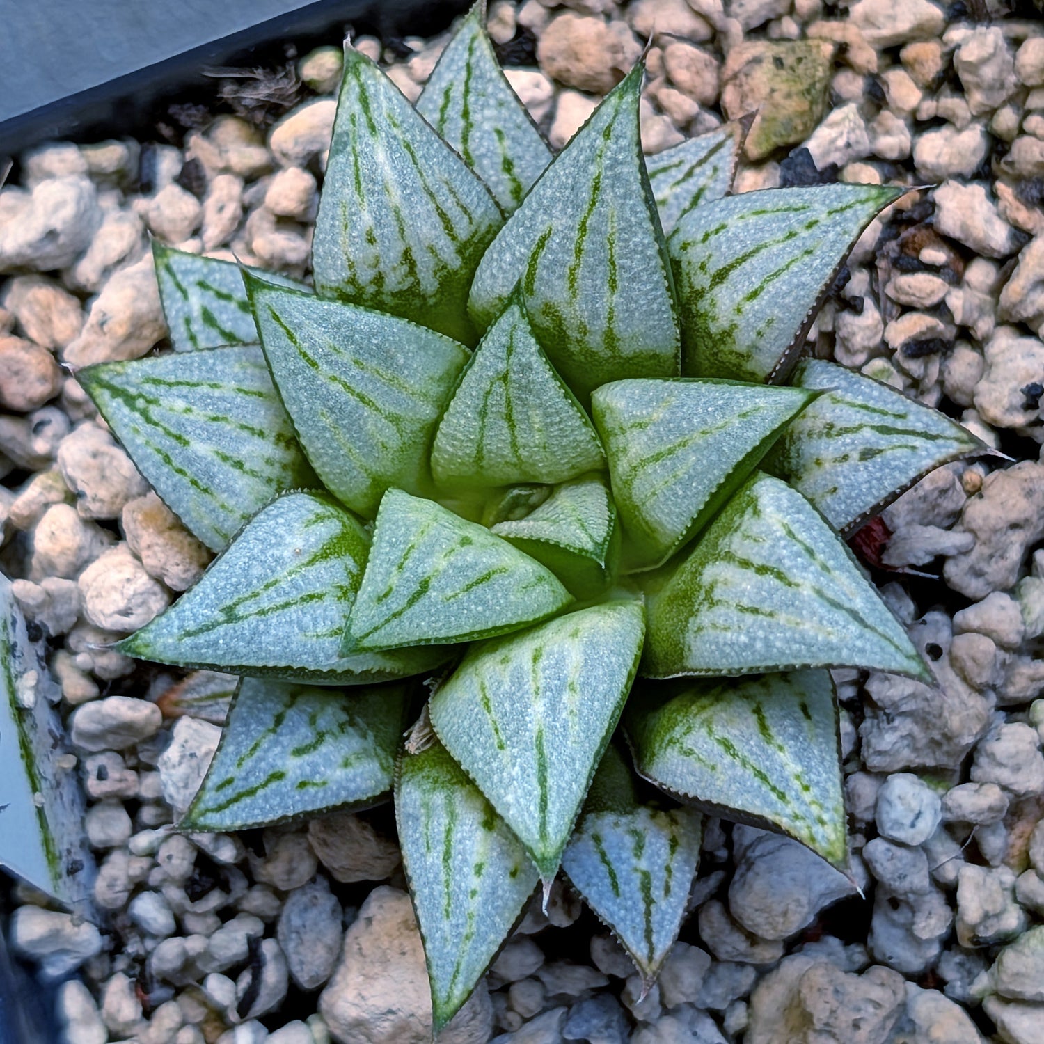 Haworthia hybrid series PP572 #30