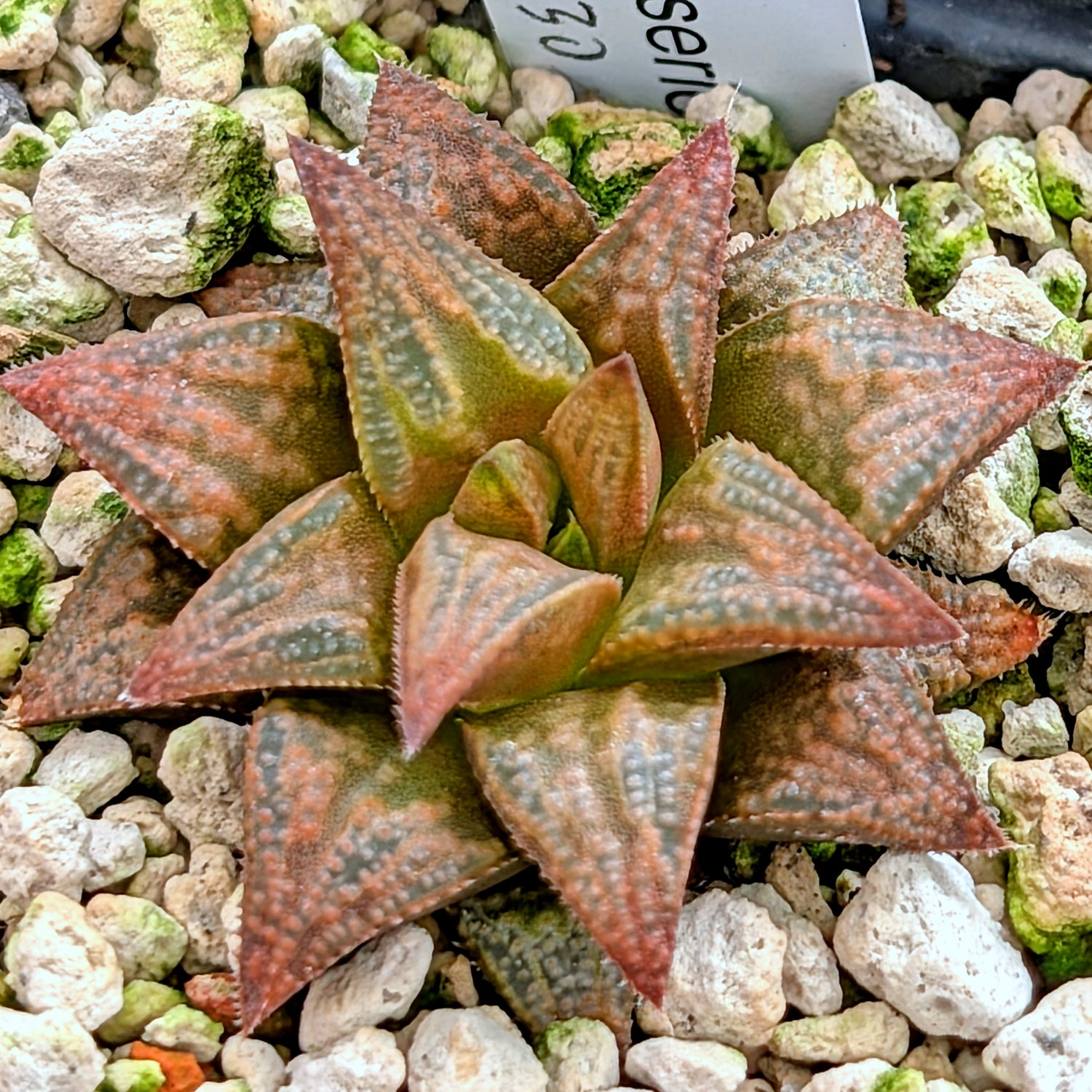 Haworthia PP572 hybrid series #30