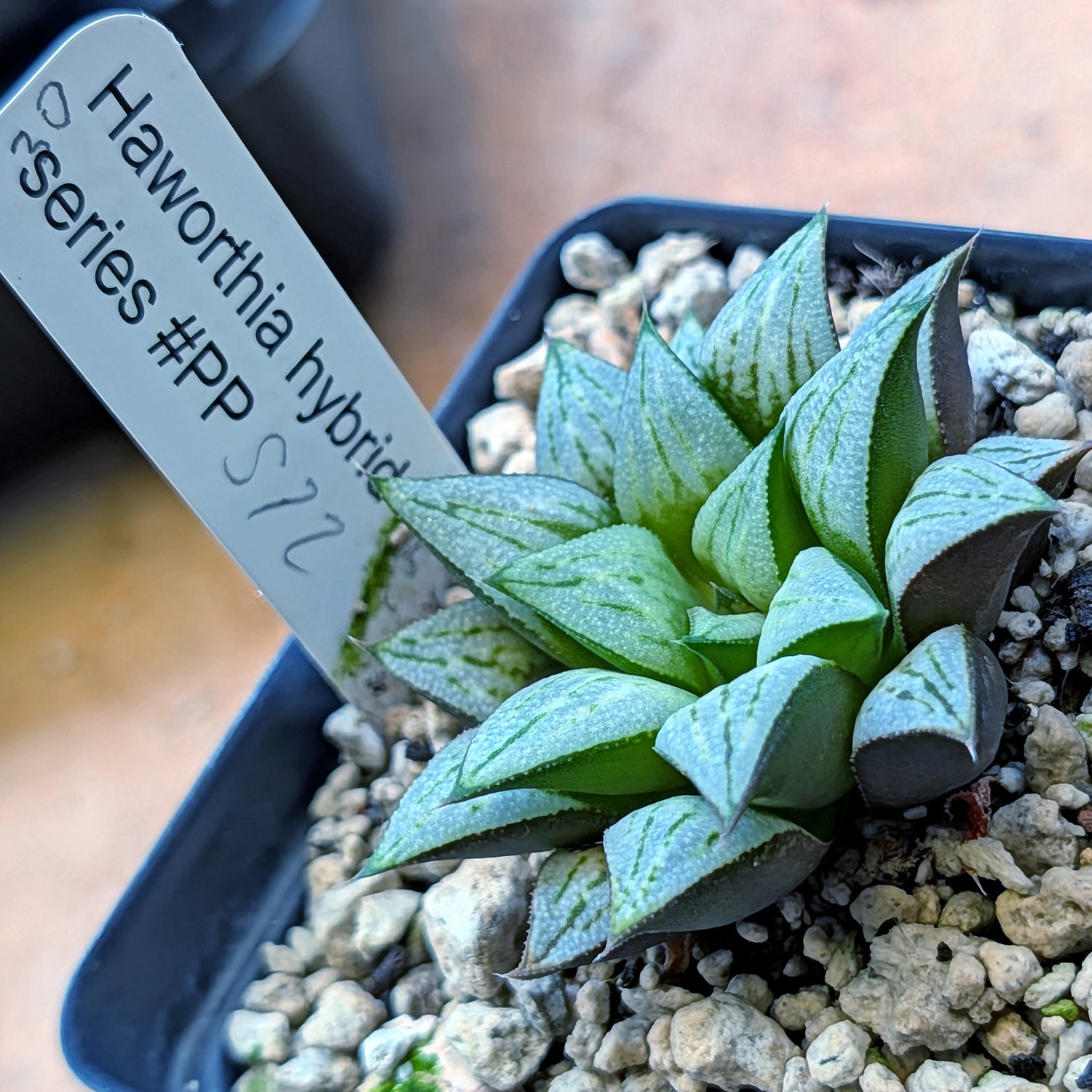 Haworthia hybrid series PP572 #30