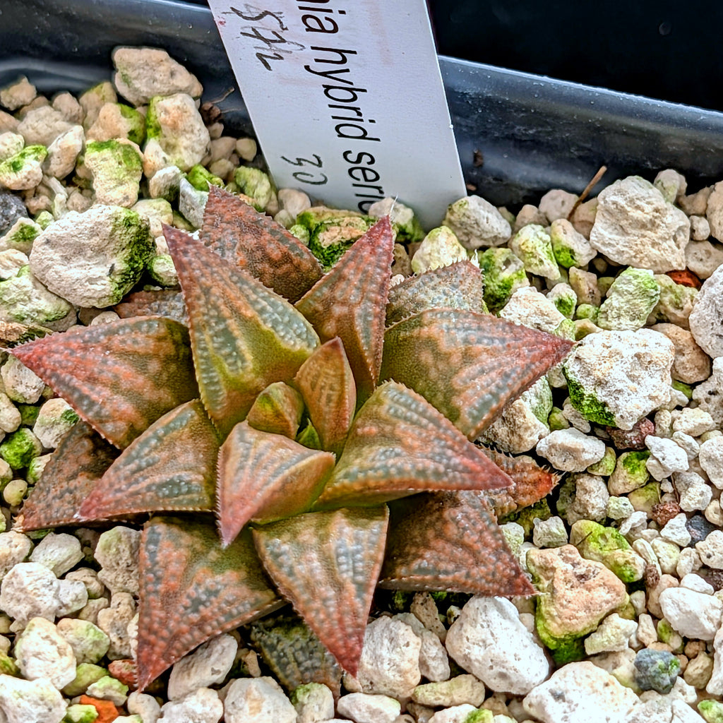 Haworthia PP572 hybrid series #30