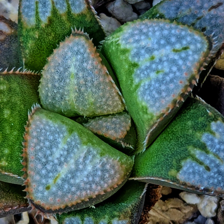 Haworthia groenewaldii hybrid series PP621 #30