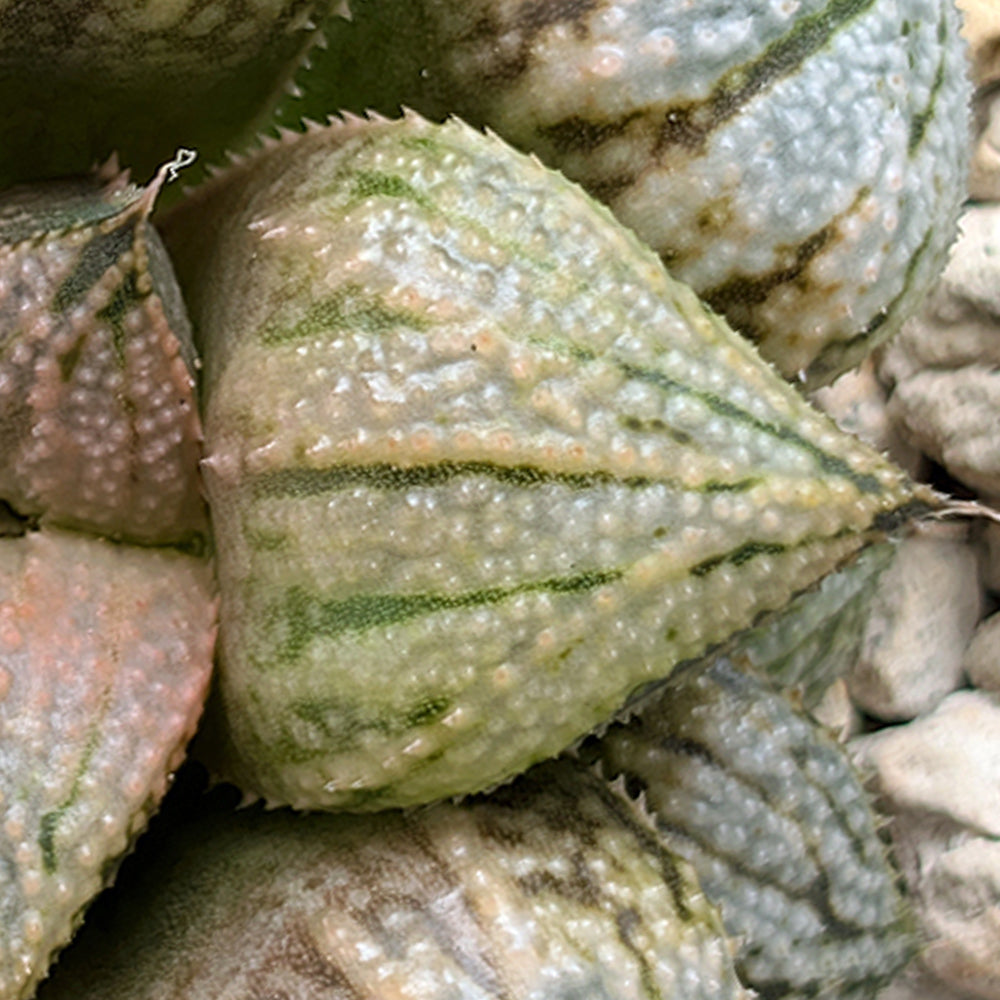 Haworthia "TetraTreasures" PP634 hybrid series #30