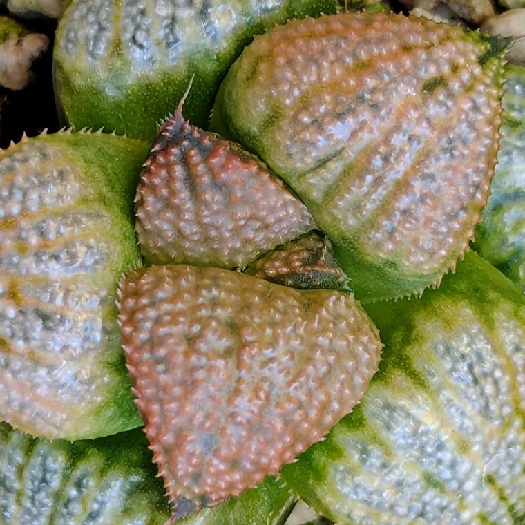 Haworthia 