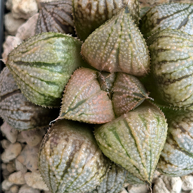 Haworthia 