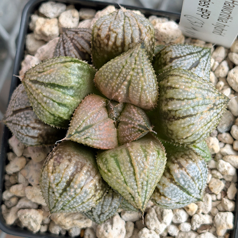 Haworthia "TetraTreasures" PP634 hybrid series #30