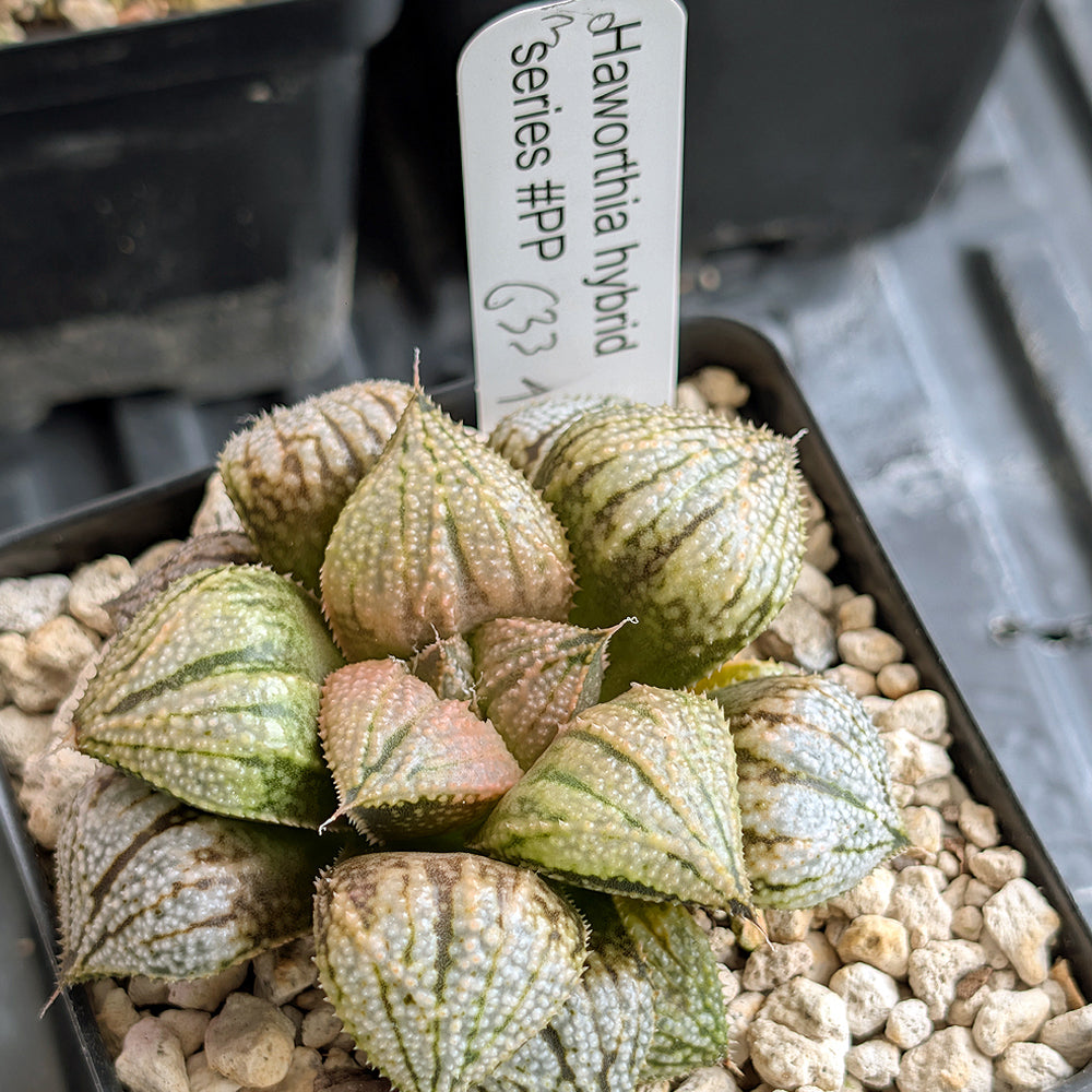 Haworthia "TetraTreasures" PP634 hybrid series #30