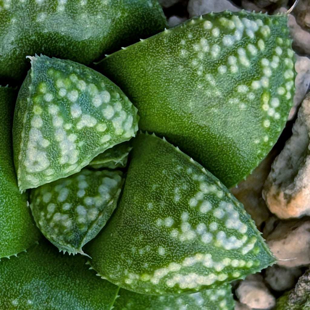 Haworthia PP671 hybrid series #30