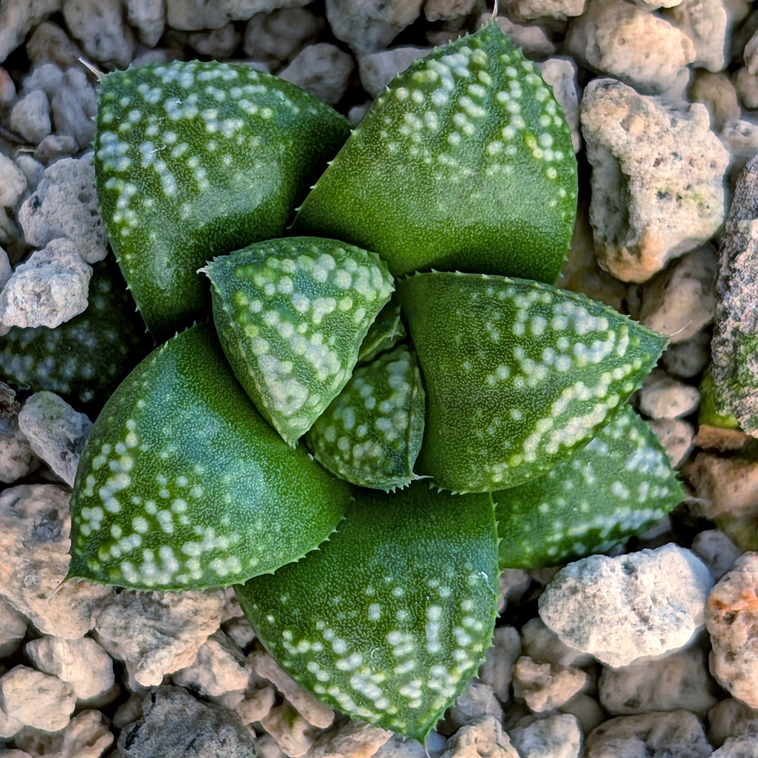 Haworthia PP671 hybrid series #30