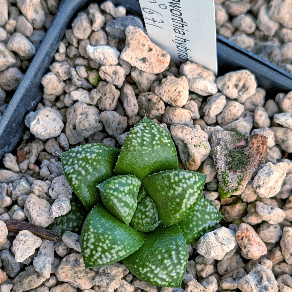 Haworthia PP671 hybrid series #30