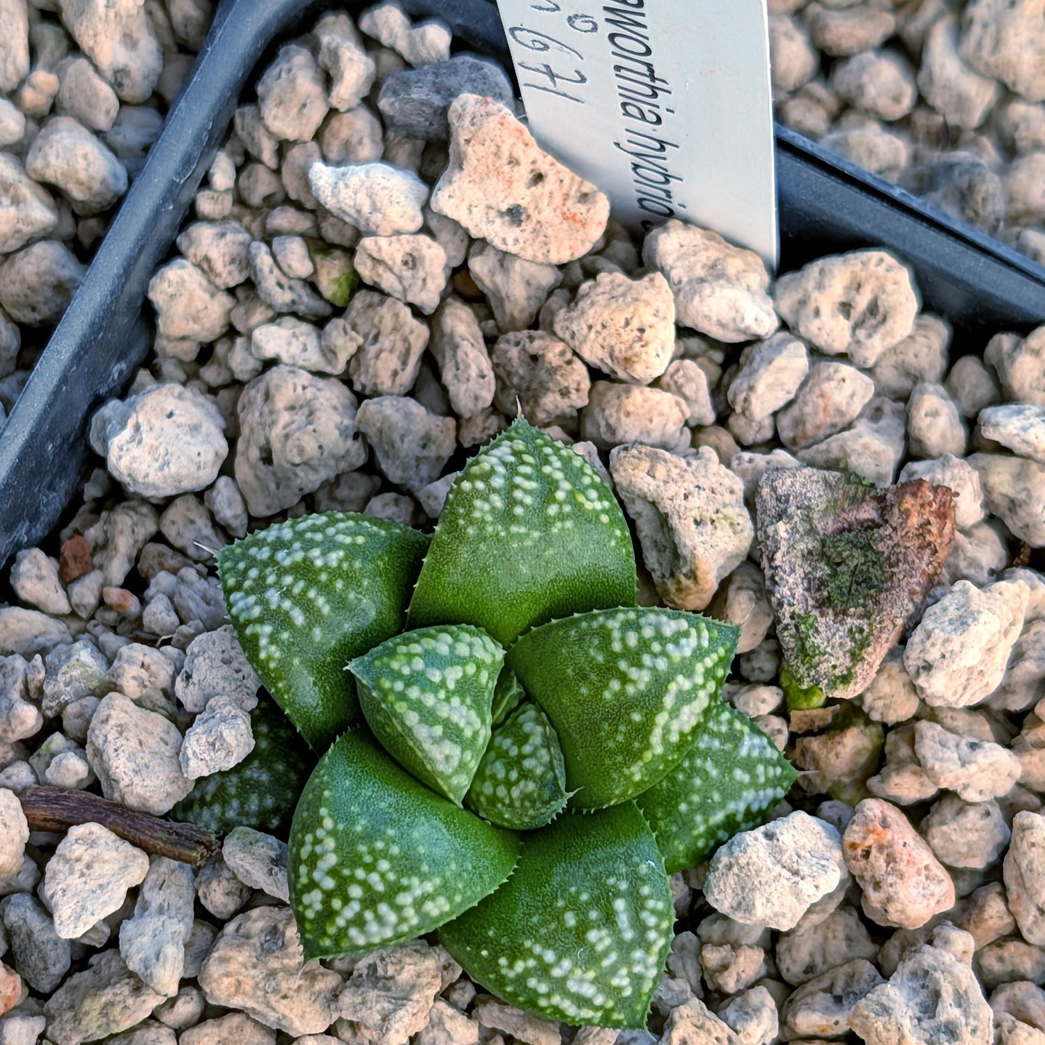 Haworthia PP671 hybrid series #30
