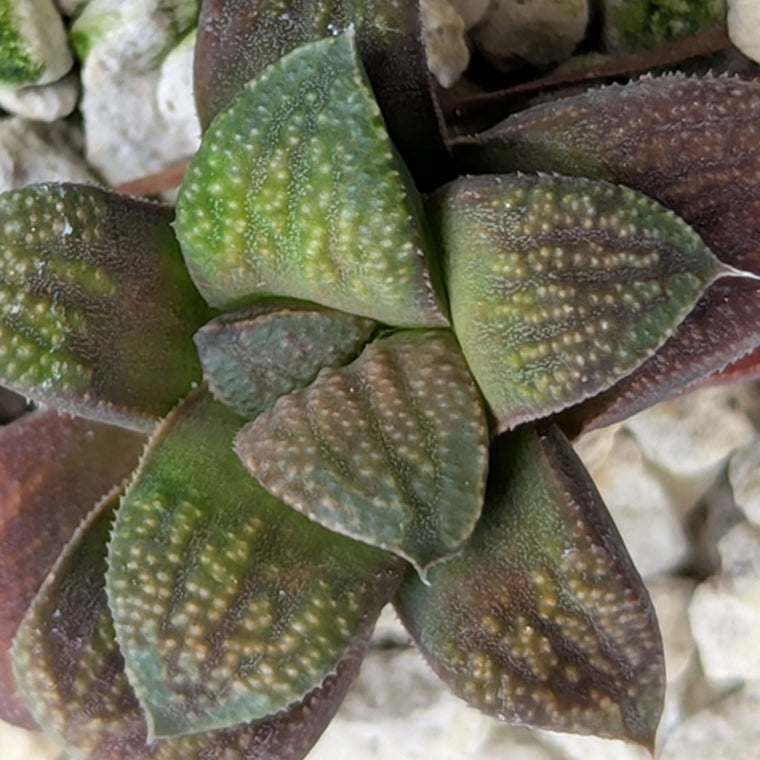 Haworthia PP576 hybrid series #31