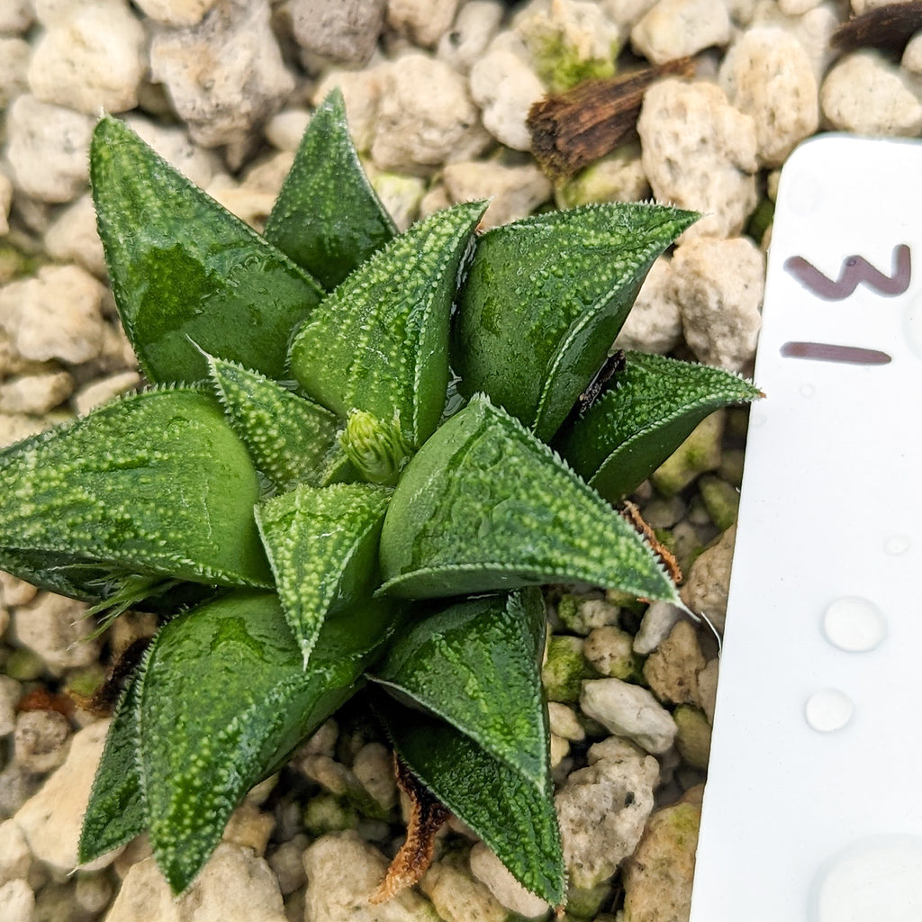 Haworthia parksiana hybrid series PP302 #31 SOLD OUT