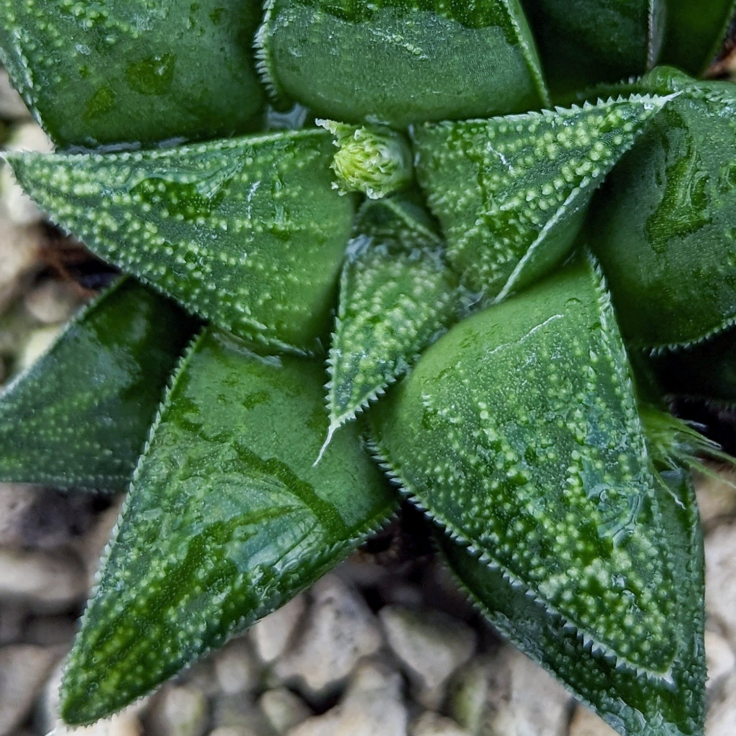 Haworthia parksiana hybrid series PP302 #31 SOLD OUT