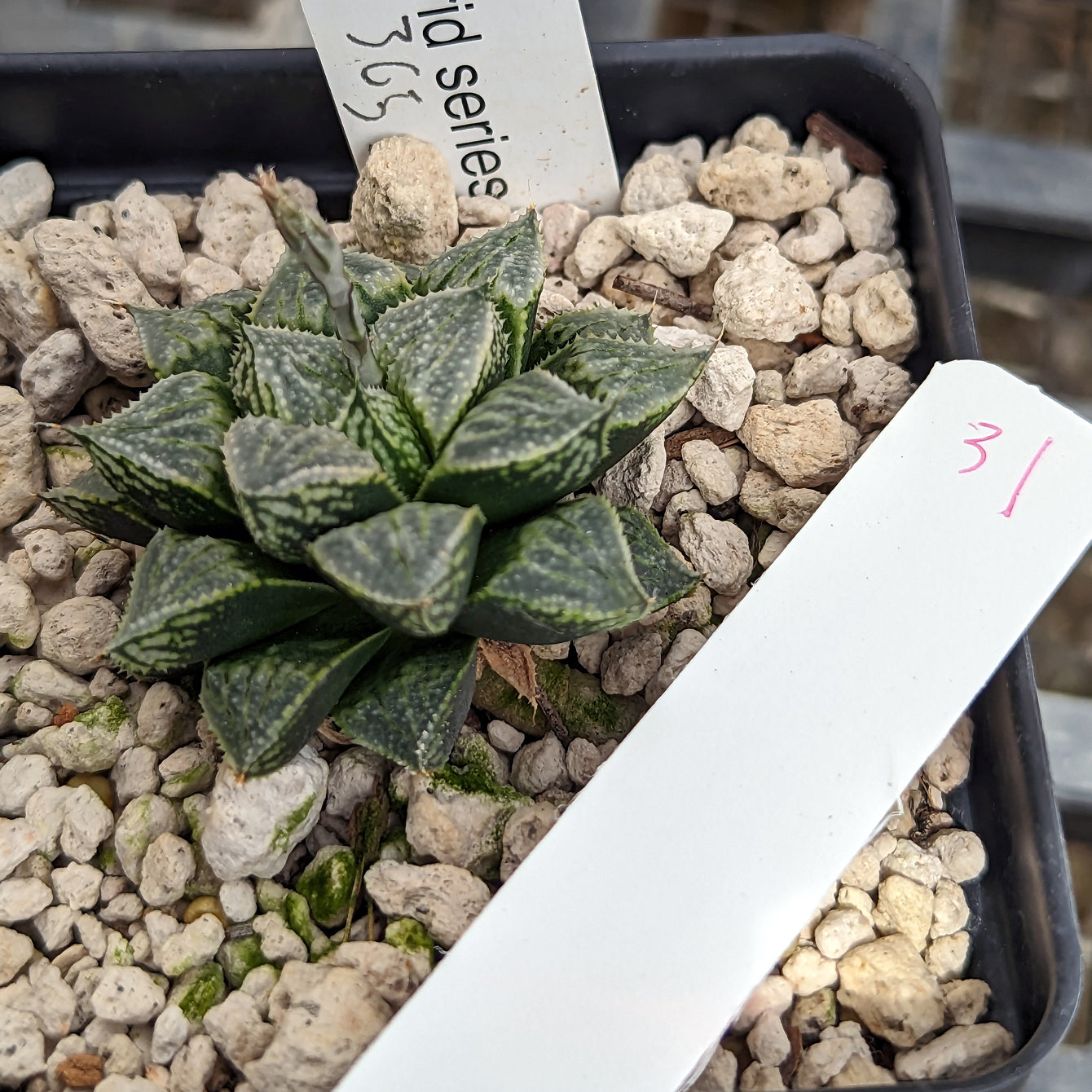 Haworthia "PP365"  Whale Shark x Mirrorball hybrid series #31 SOLD OUT