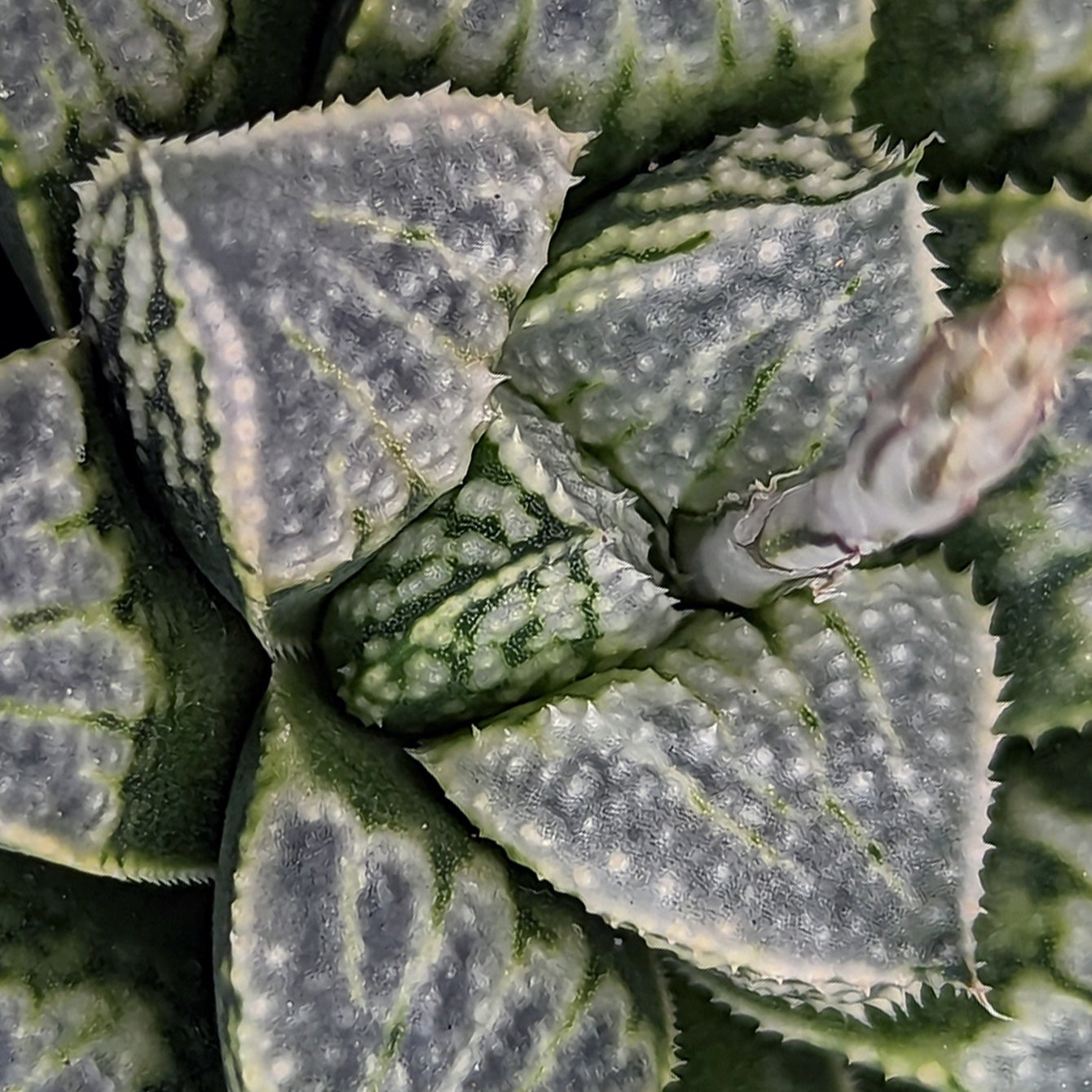 Haworthia "PP365"  Whale Shark x Mirrorball hybrid series #31 SOLD OUT