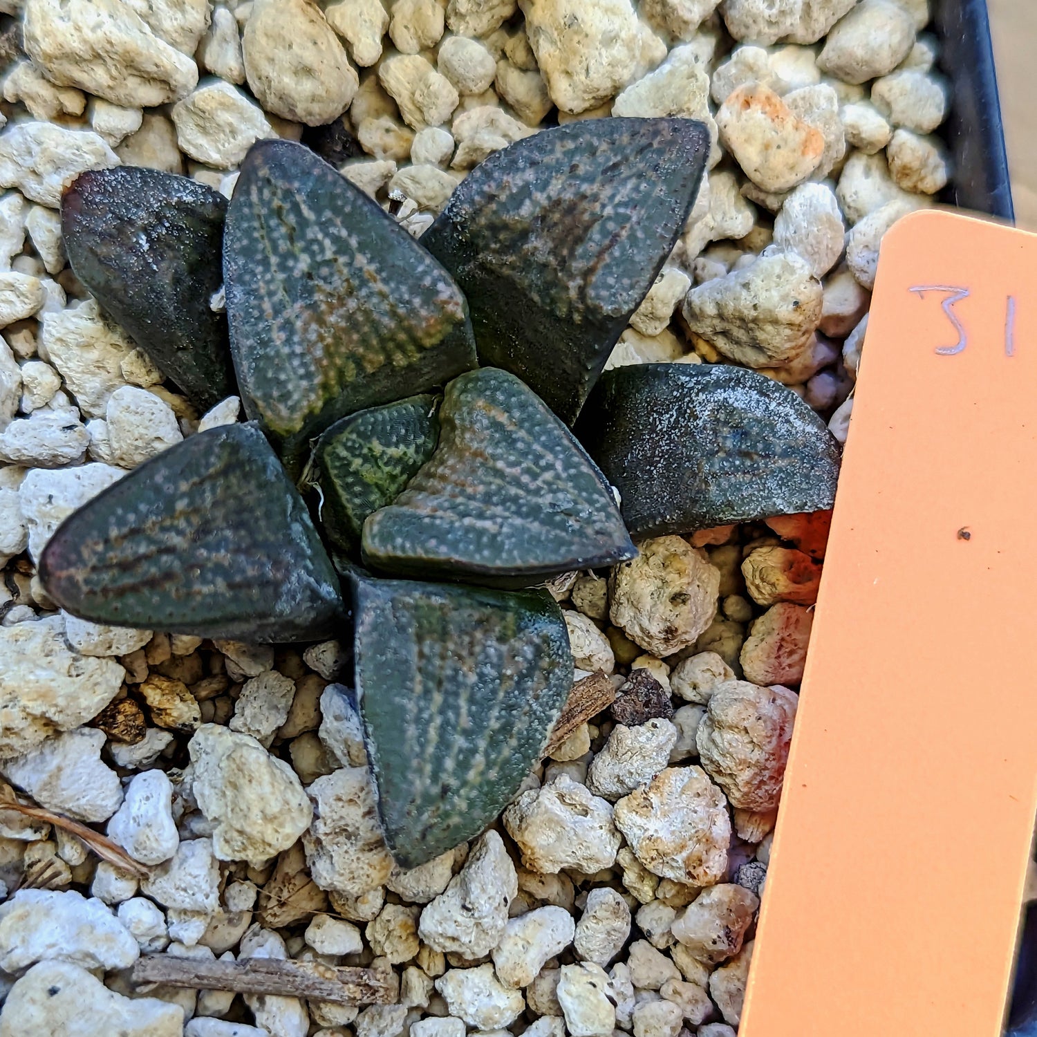 Haworthia  groenewaldii hybrid series PP415 #31 SOLD OUT