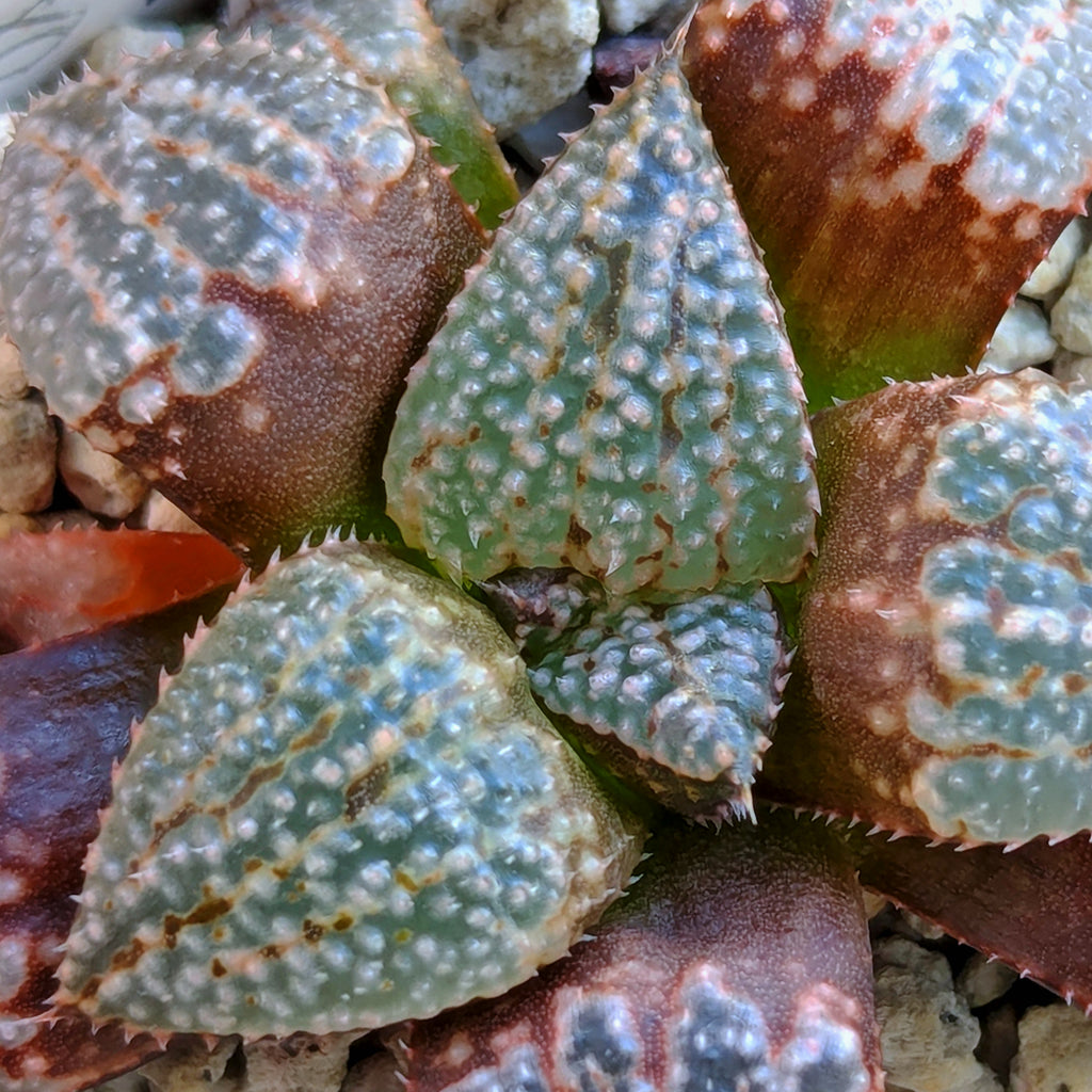 Haworthia "TetraTreasures" PP580 hybrid series #31
