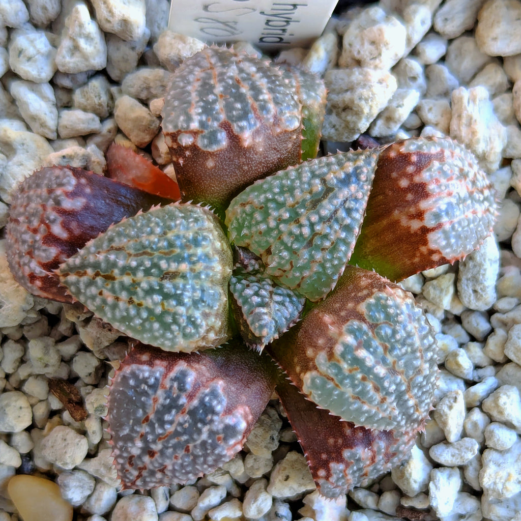 Haworthia "TetraTreasures" PP580 hybrid series #31