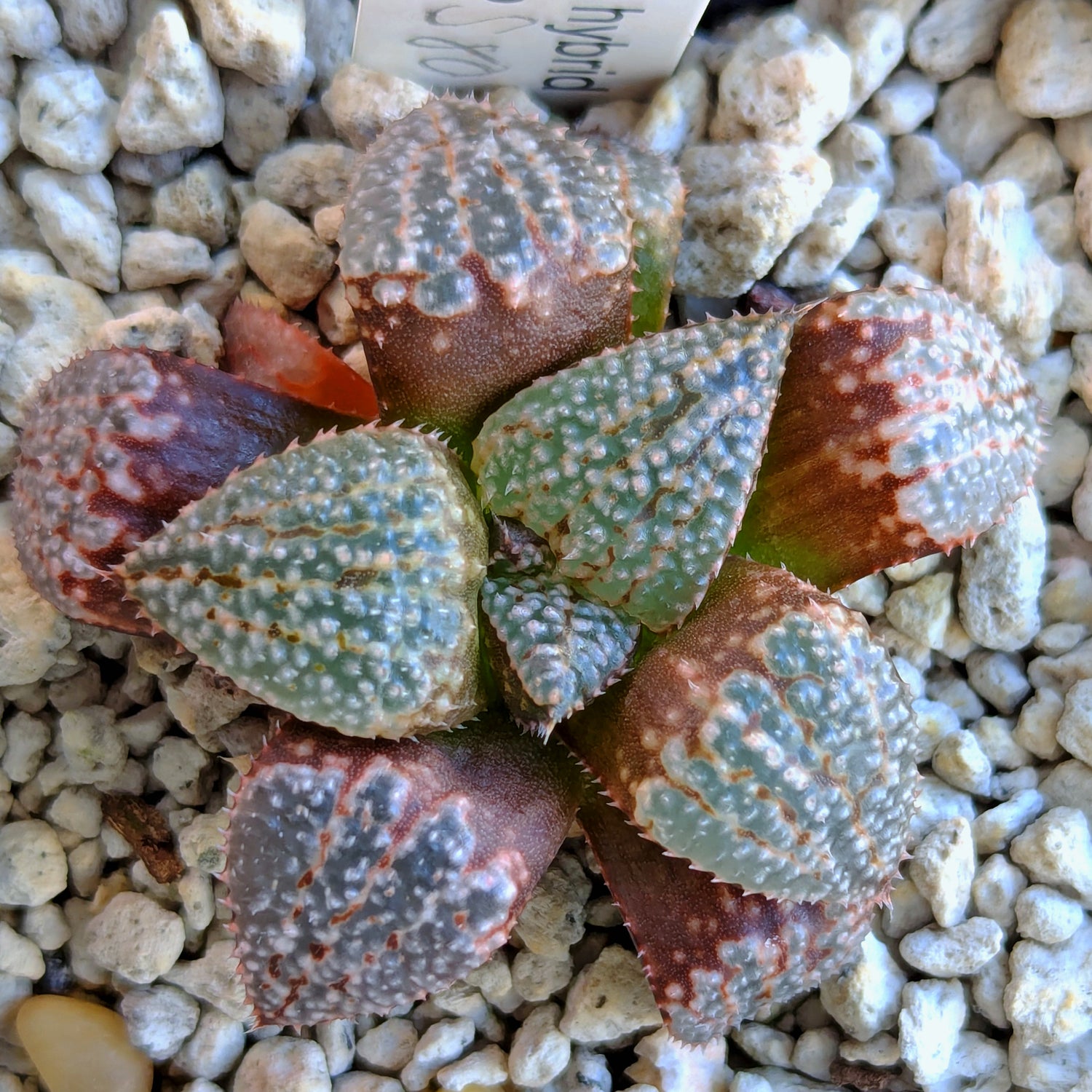 Haworthia "TetraTreasures" PP580 hybrid series #31