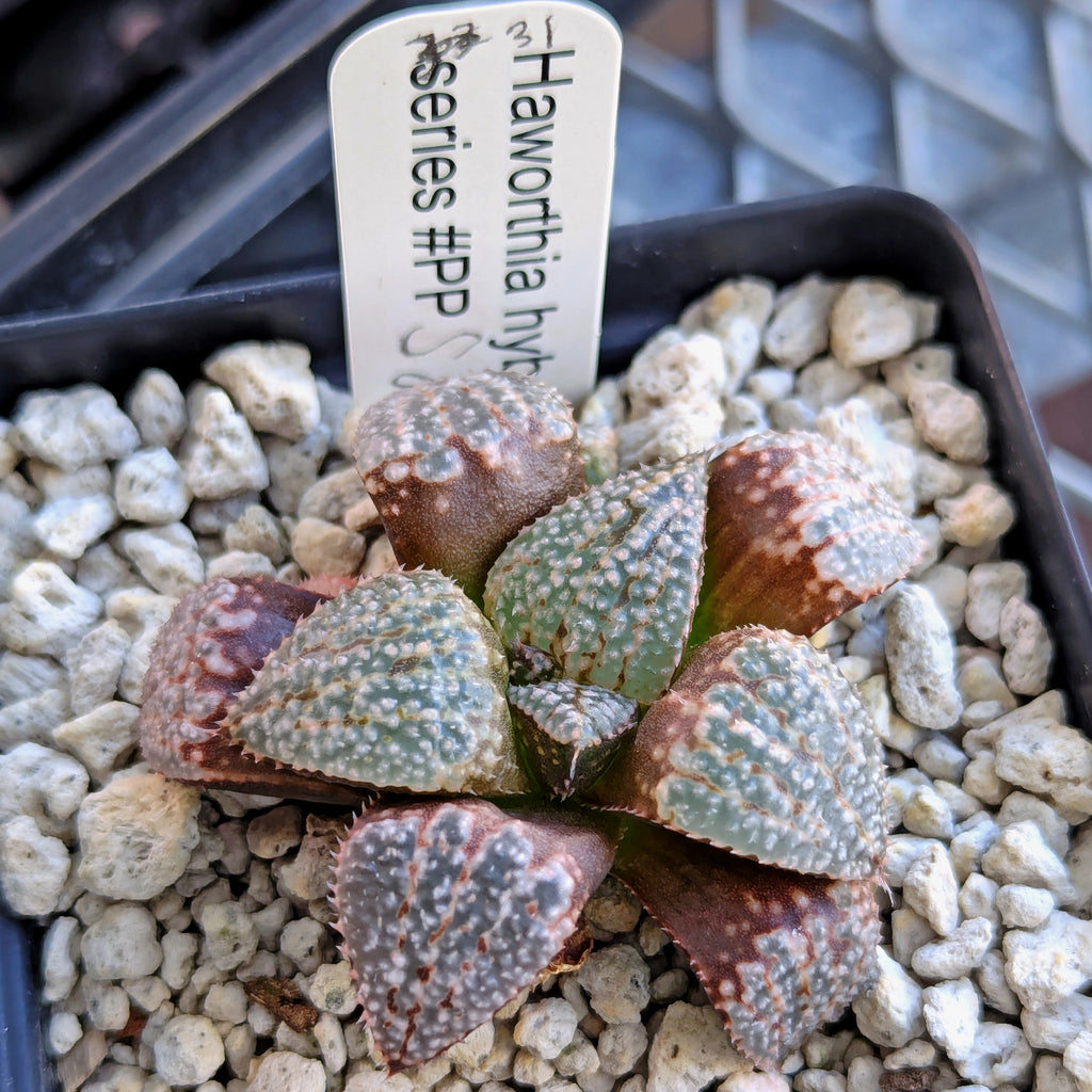 Haworthia "TetraTreasures" PP580 hybrid series #31