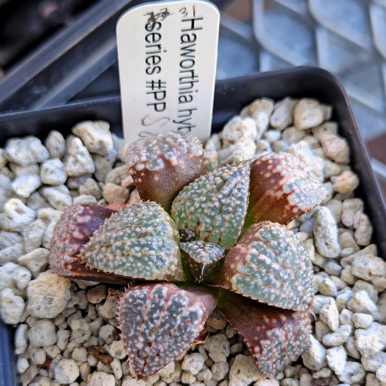 Haworthia "TetraTreasures" PP580 hybrid series #31