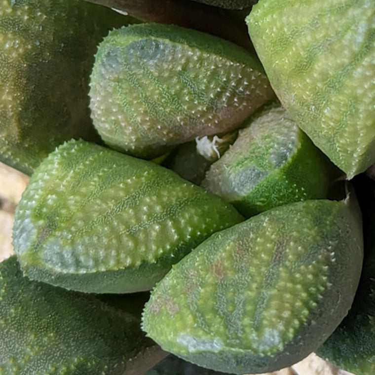Haworthia PP576 hybrid series  #31