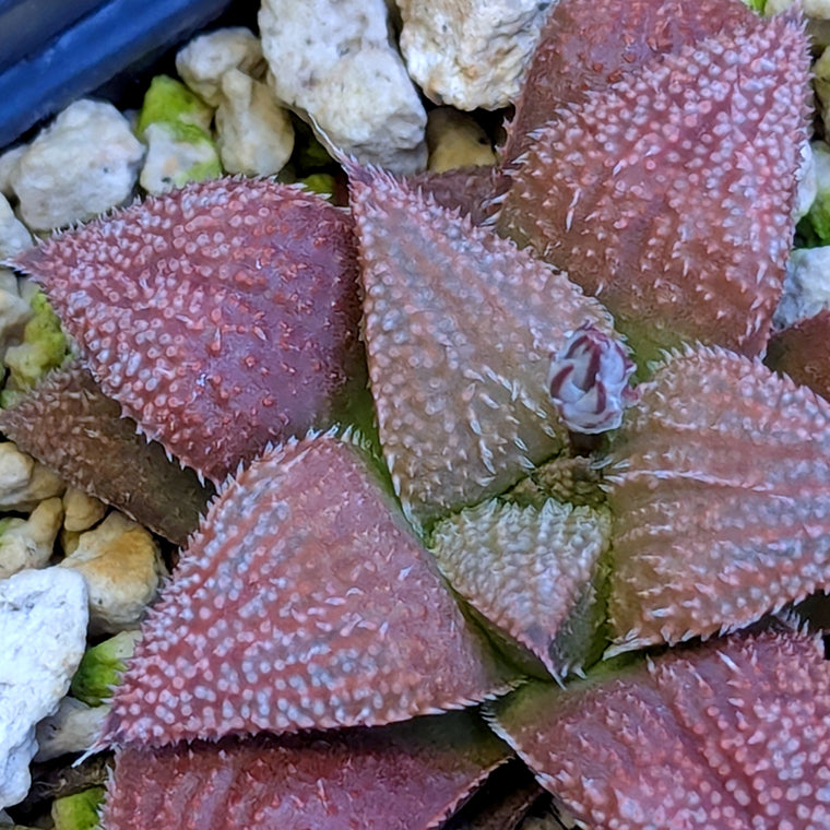 Haworthia  hybrid series PP584 #31