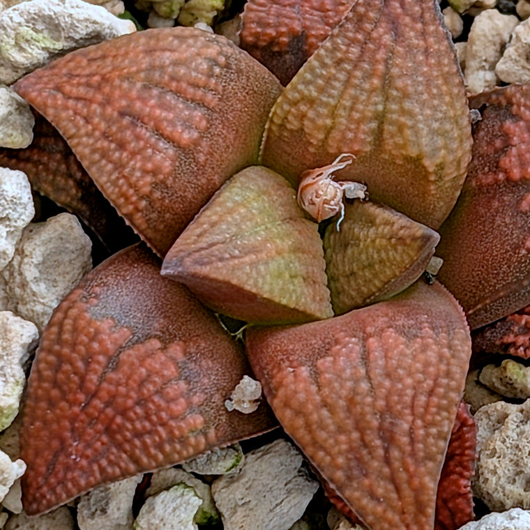 Haworthia PP572 hybrid series #31