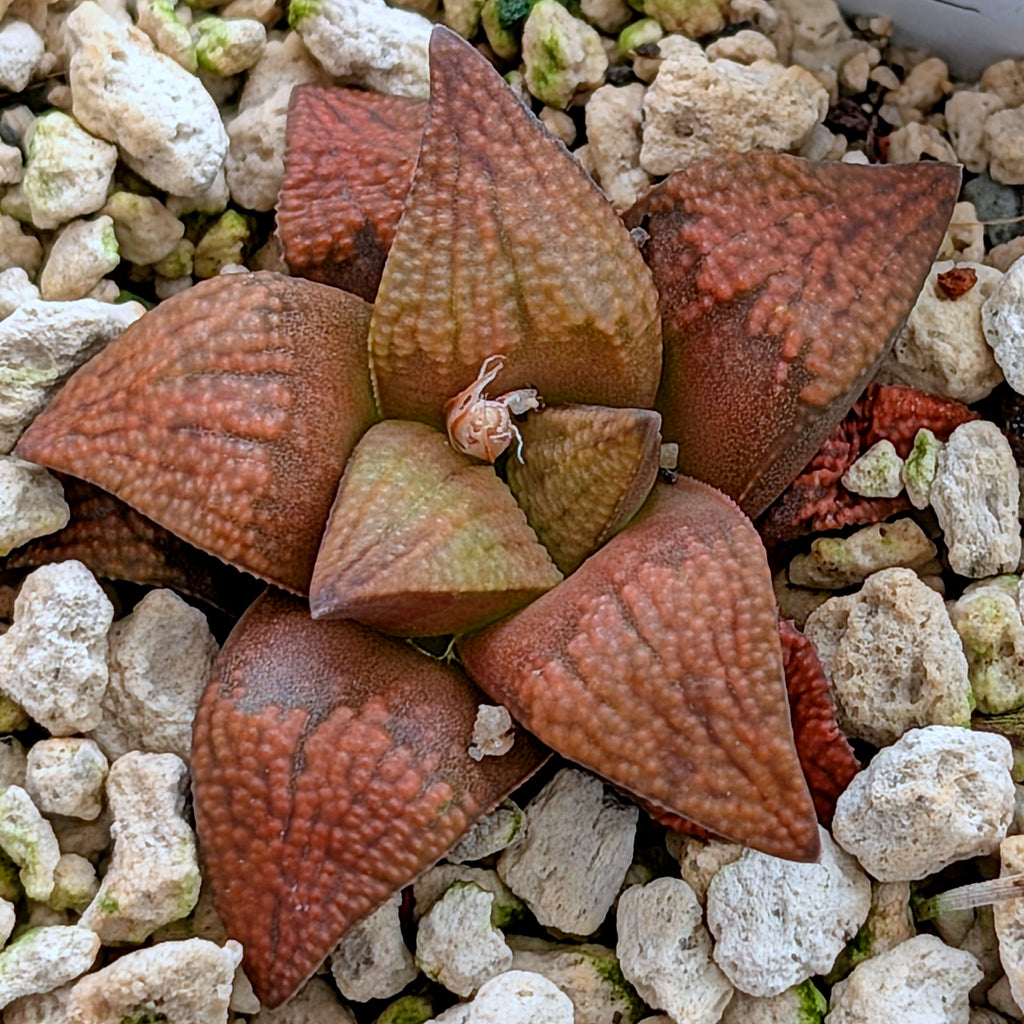Haworthia PP572 hybrid series #31