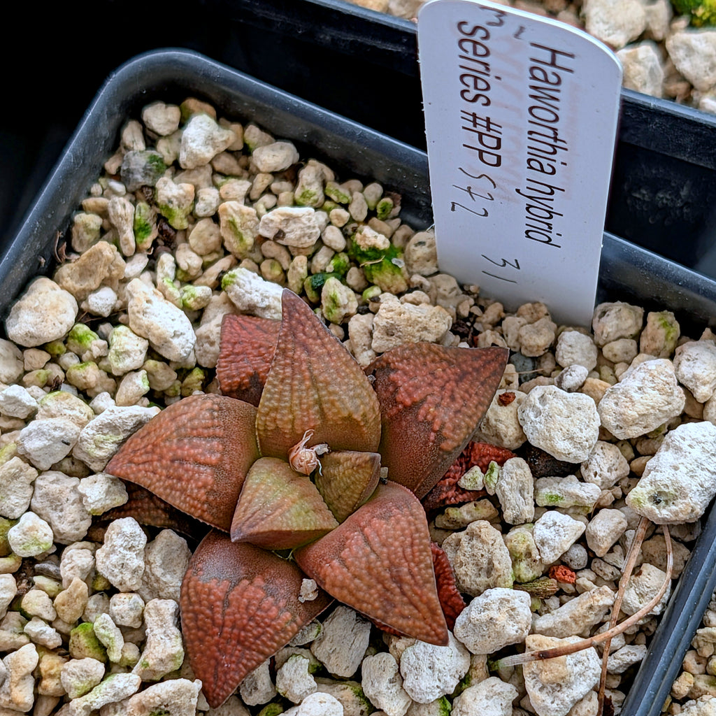 Haworthia PP572 hybrid series #31