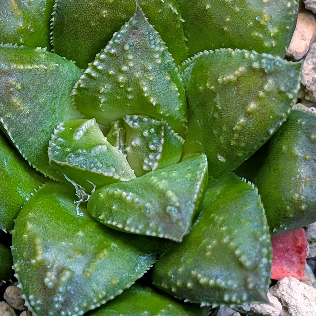 Haworthia hybrid series PP574 #31