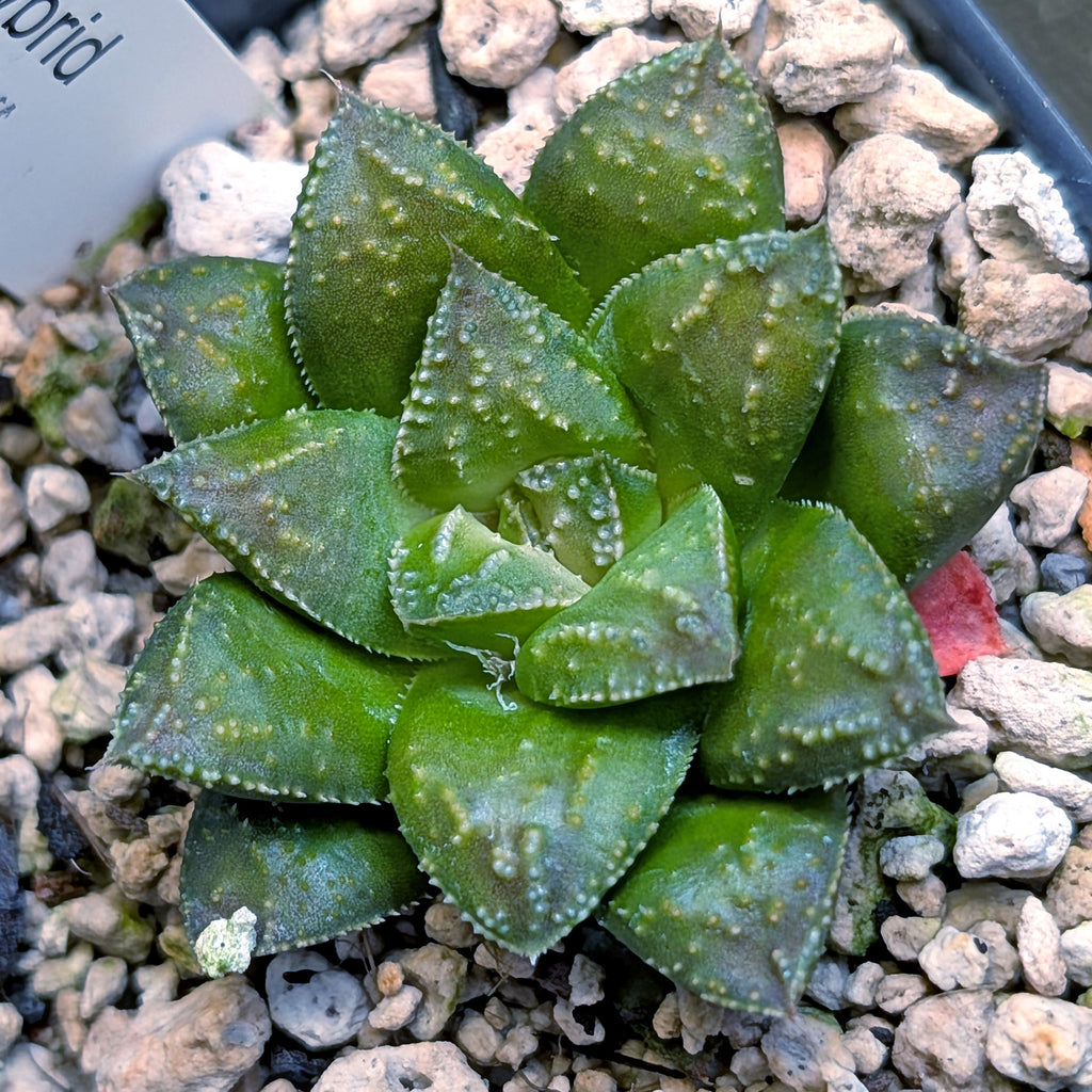 Haworthia hybrid series PP574 #31