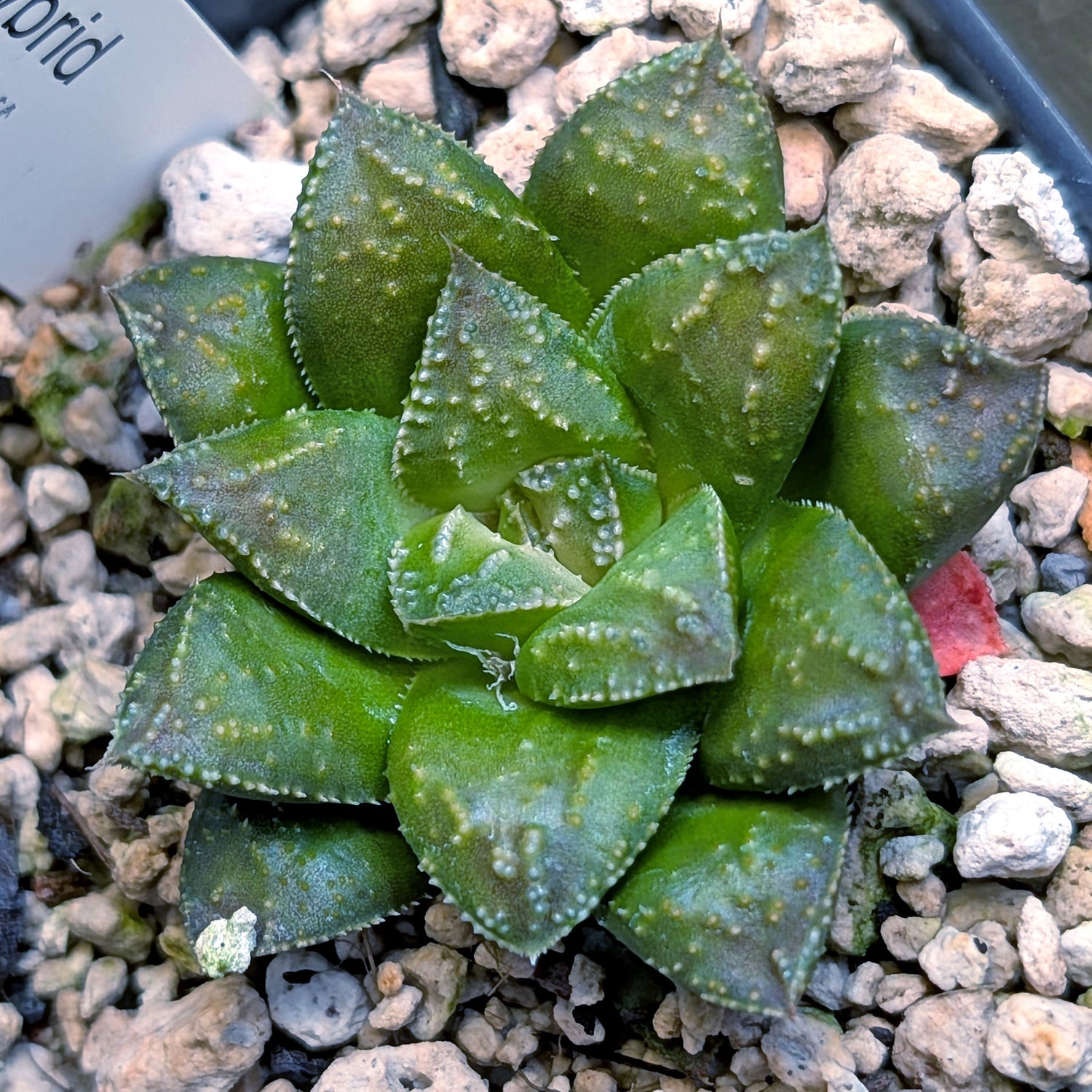 Haworthia hybrid series PP574 #31
