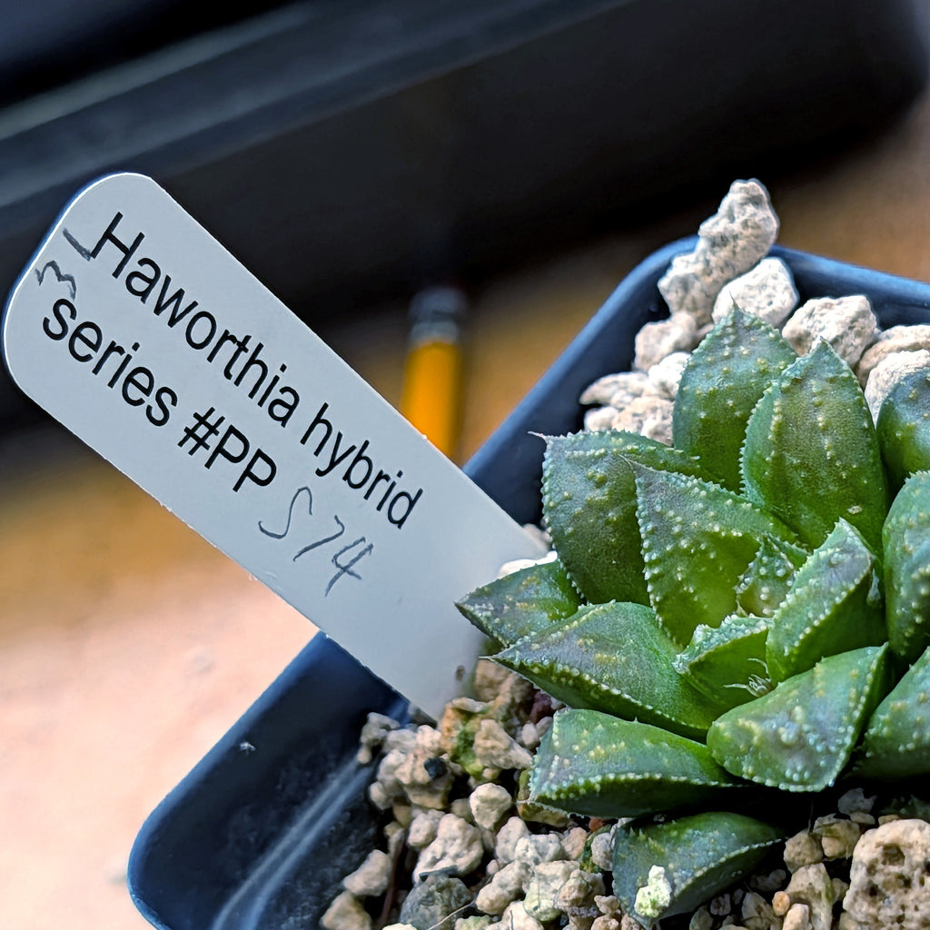 Haworthia hybrid series PP574 #31