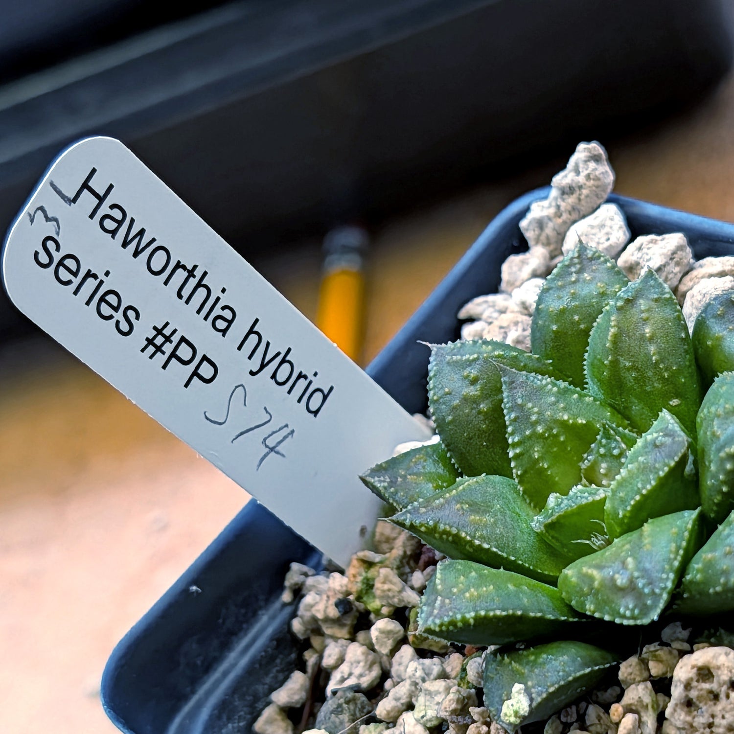 Haworthia hybrid series PP574 #31