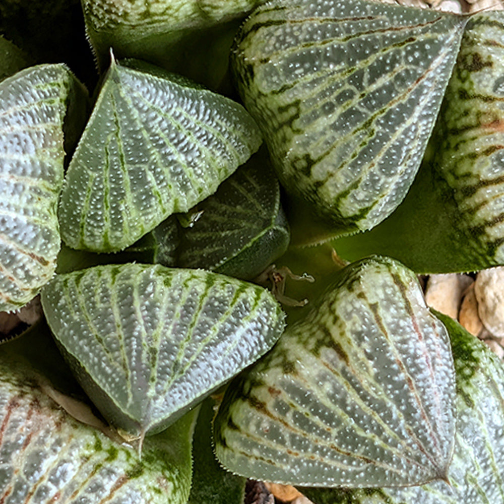 Haworthia PP575 hybrid series #31
