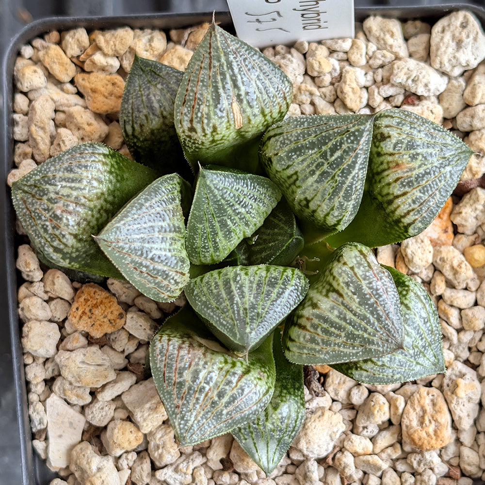 Haworthia PP575 hybrid series #31