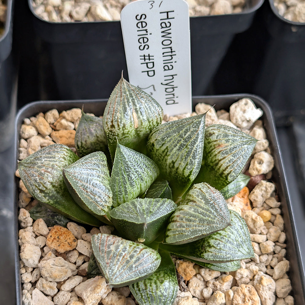 Haworthia PP575 hybrid series #31