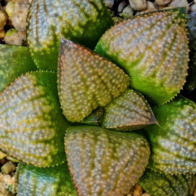 Haworthia 