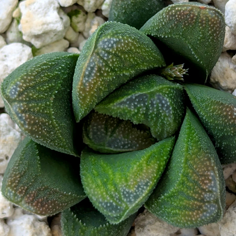 Haworthia PP576 hybrid series #32